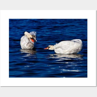 Swans Do Morning Yoga Posters and Art